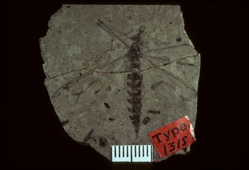 Media type: image;   Entomology PALE-1315 Aspect: full